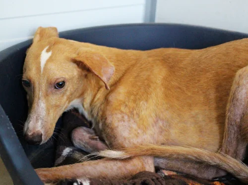 adotable-galgos_grantus2.jpg