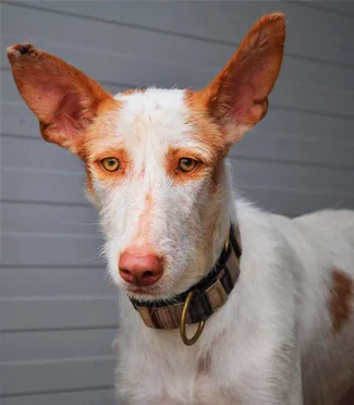 adotable-galgos_new-chrissie1.jpg