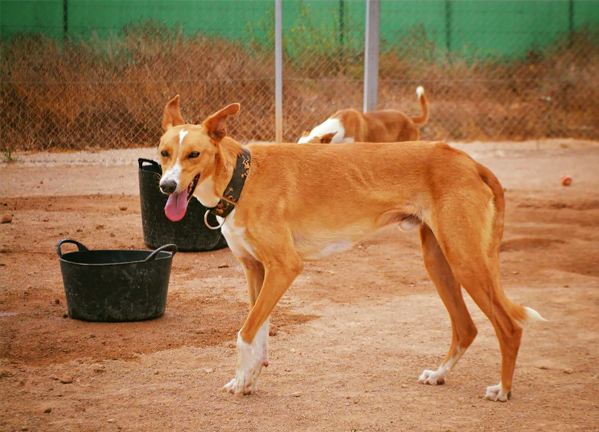 This is Grantus's first day out in the exercise yard after months of hiding in his bed. Nomi had been working patiently with him and suddenly he was ready!