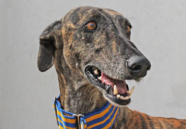 Baxter, galgo español
