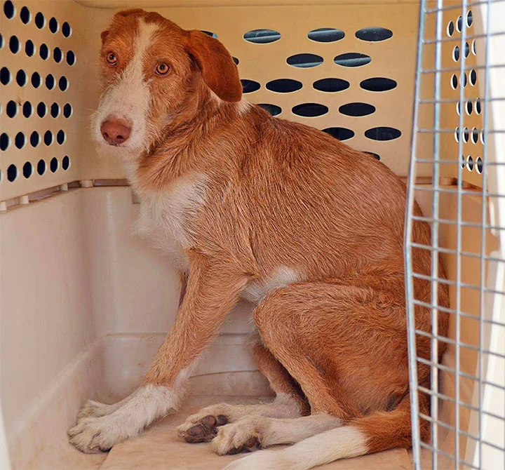 Camino on the day of his rescue.