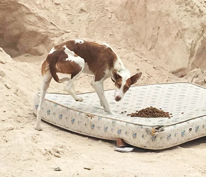 Rescuers were leaving Sansa food, it took several days to catch her.