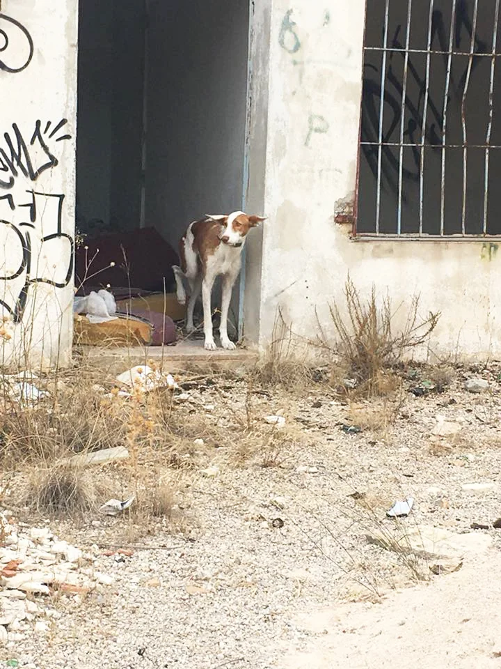 Where Sansa was hiding.