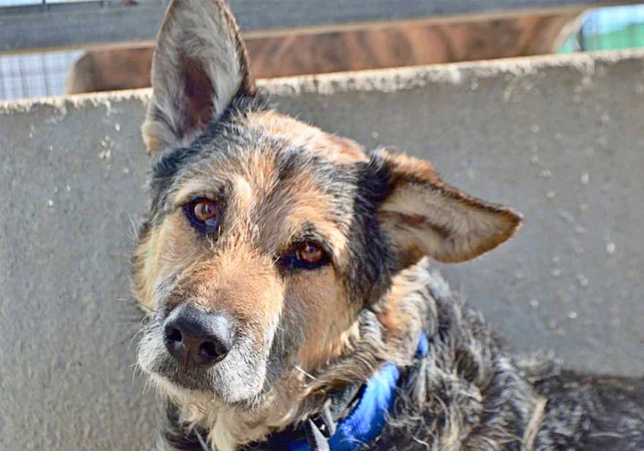 rescue dog spain