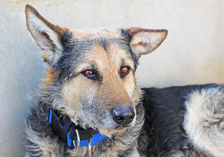 rescue dog spain