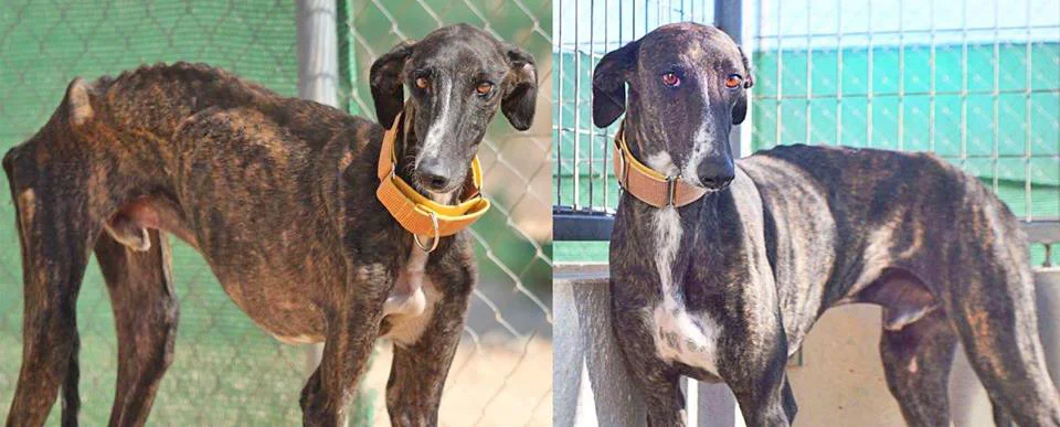 Romeo has gained over 10kg since arriving to GDS. He's still extremely terrified and needs a very experienced home with the love and patience to help him develop.