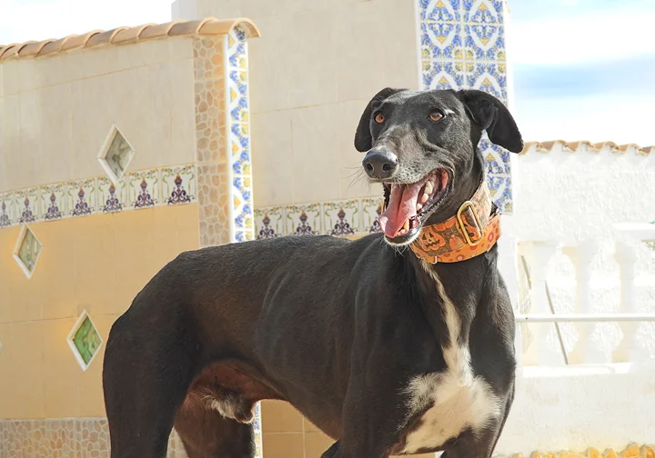 Usain visiting the Solera's home.