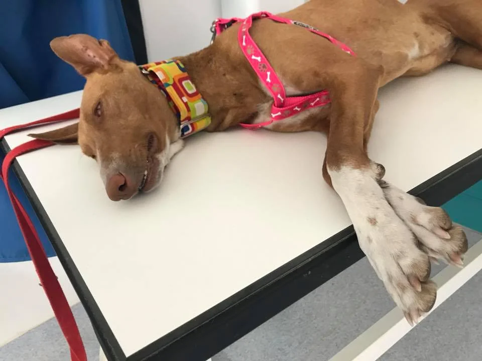 Bimba at vets when first rescued.