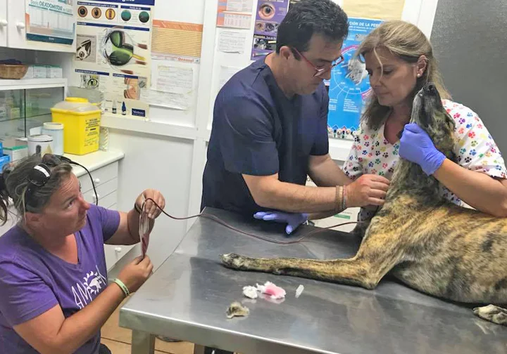 Brave Gizmo saved GDS FuzzPants with a transfusion of his blood.