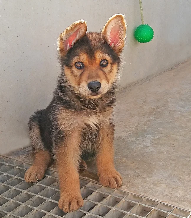 Puppy Teddy