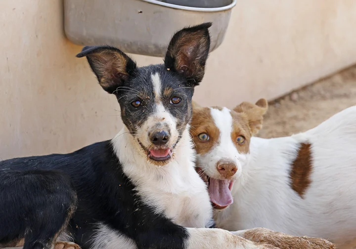 Bibi and Zee