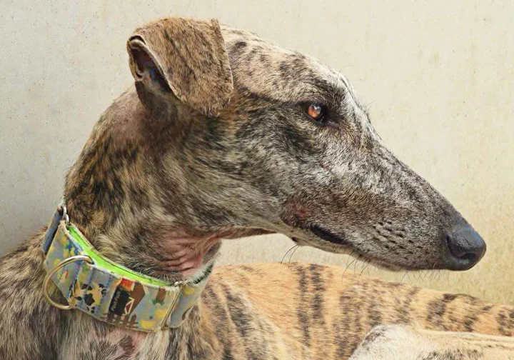 A close up of Alfred who is a white, fuzzy galgo avalible for adoption at Galgos del Sol.