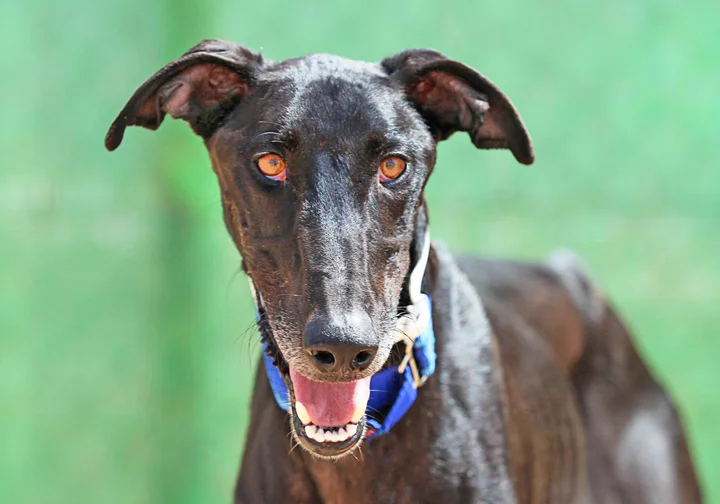 A close up of Alfred who is a white, fuzzy galgo avalible for adoption at Galgos del Sol.