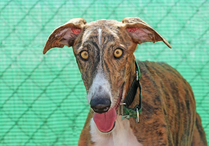 A close up of Alfred who is a white, fuzzy galgo avalible for adoption at Galgos del Sol.