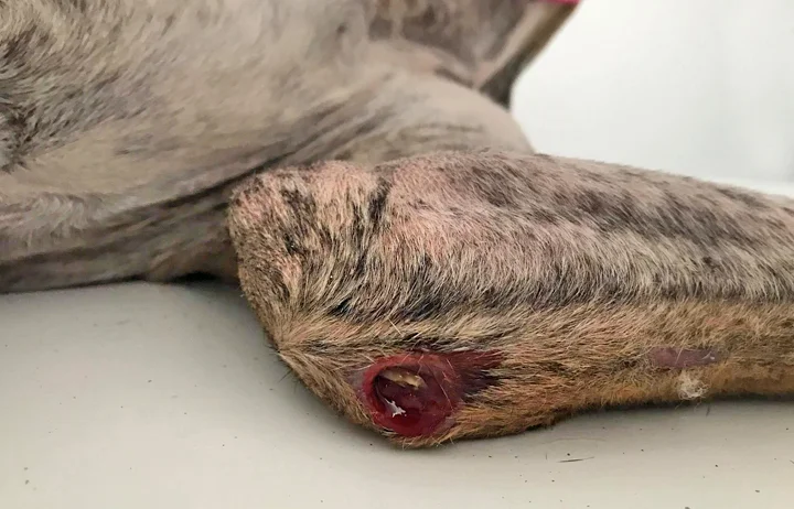A close up of Alfred who is a white, fuzzy galgo avalible for adoption at Galgos del Sol.