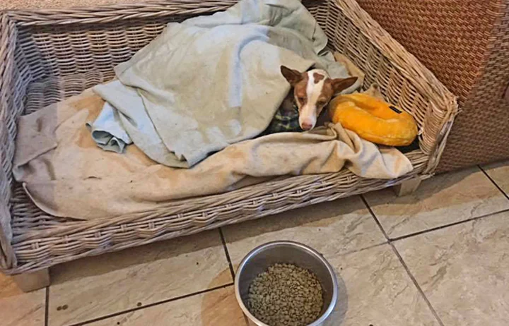 There were no available kennels at GDS so Perla was spoiled at the Solera home during her lying-in.