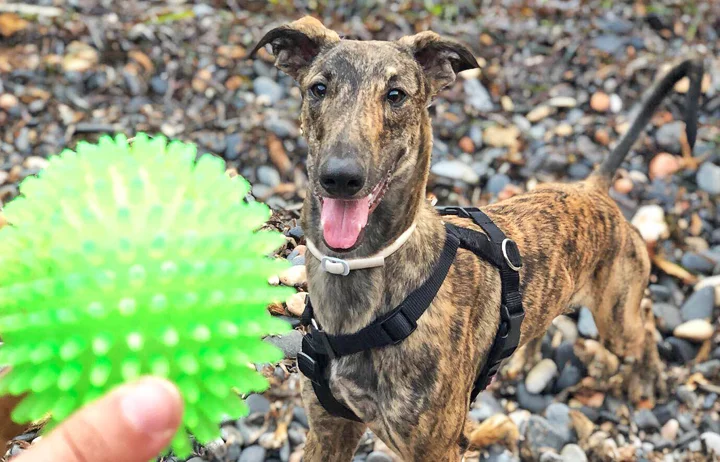 Jimmy loves to play ball!