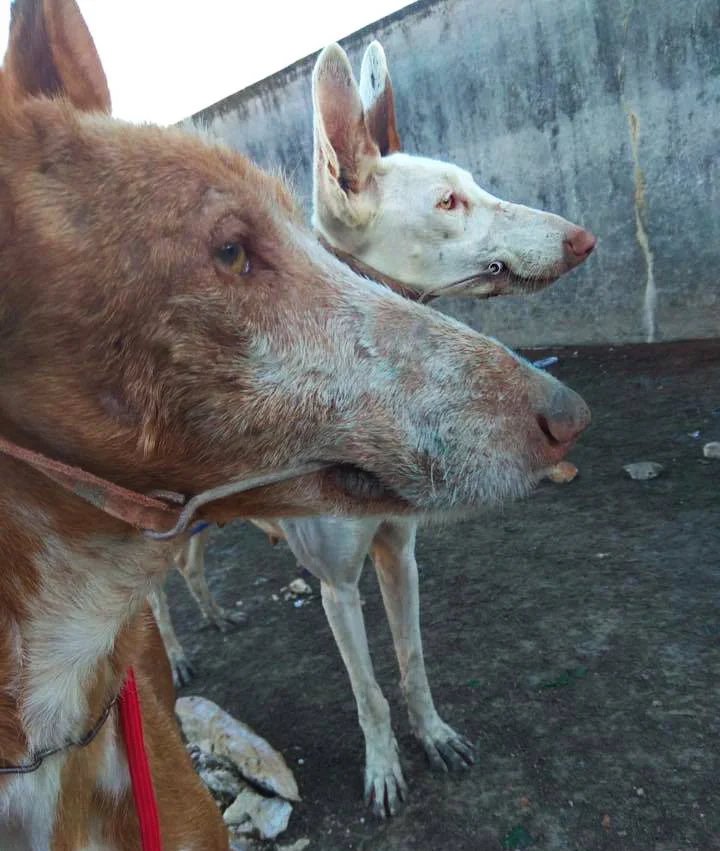 alba_chain mouth.jpg