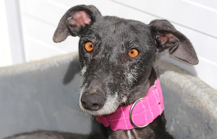 A close up of Alfred who is a white, fuzzy galgo avalible for adoption at Galgos del Sol.