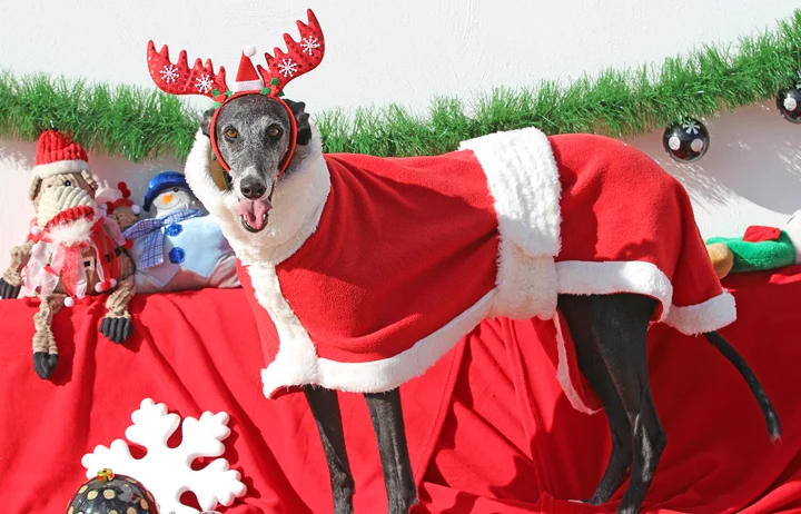 2018 Christmas Facebook Advent Calendar. “Tami might be a slighter older girl at 6-7yrs but she’s amazing and she knows it. She wiggles her bum when she walks like she’s on a runway model 24hrs a day, she never gets tired of looking fabulous and being fabulous.”