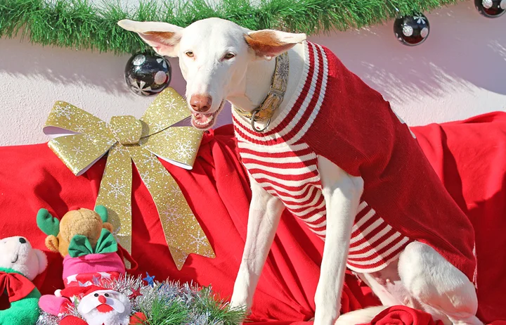 2018 Christmas Facebook Advent Calendar. “Alba is a beautiful white Podenca that was found abandoned with her mouth chained so she couldn’t eat. That hasn’t held her back tho because she’s a cuddle bubble snuggle mcfuggle and is ready for a new home…