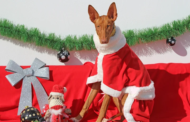 2018 Christmas Advent Calendar. “Cleopatra was living at a toll station on the motorway. She’s now living the good life at GDS and is always a favourite with volunteers because she’s cheeky and funny but she must move on soon to a forever home. Her ears and her little forehead wrinkle just make you love her even more, she’s simply fabulous and super smart.”