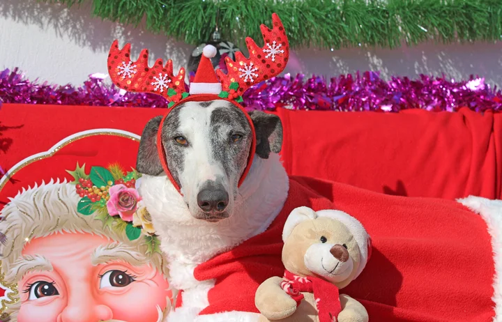 2018 Christmas Facebook Advent Calendar. “Blizzard is a wonderful boy who so ready for a forever home. He loves his humans and likes other dogs but humans are his favourite. He’s good with kids and loves to chill out on a sofa.”