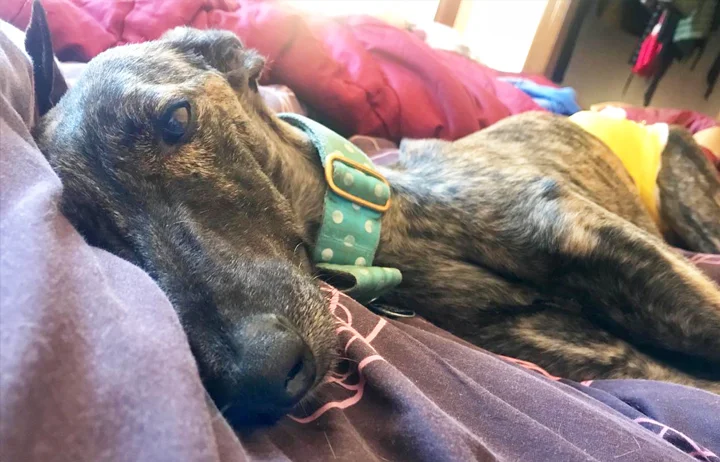 Eevee enjoying couch time.