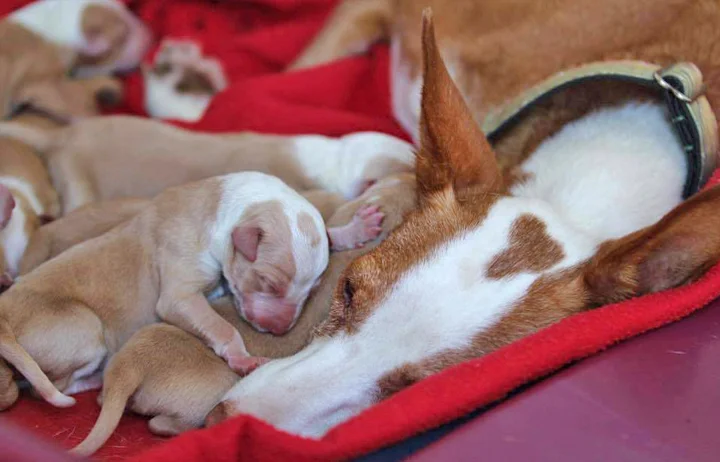 perla-and-pups2.jpg
