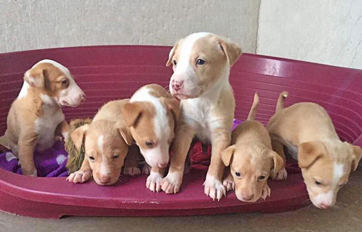 prias_pups.jpg