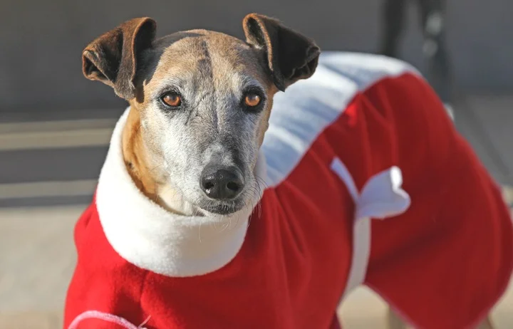 2018 Christmas Facebook Advent Calendar. “Liana just arrived to GDS and is a real little sweetheart. She likes other dogs and people even though her physical shape shows she may have had a hard life.”