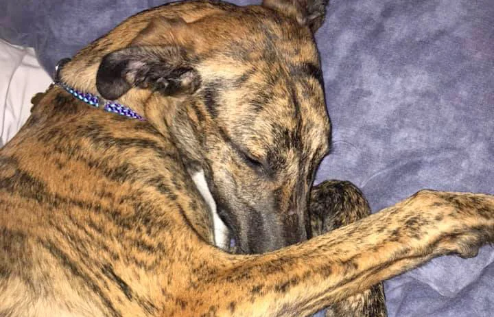 boots_foster.jpg