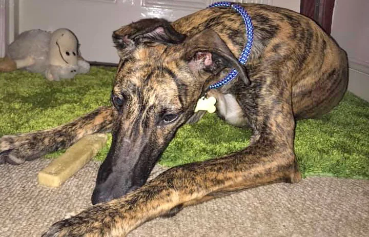 boots_foster2.jpg