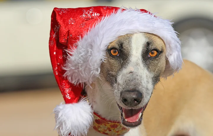 2018 Christmas Advent Calendar. “Shy a beautiful galgo pod mix! Shy was introduced to you this morning but to keep her in your mind let’s show you her beautiful face again.”