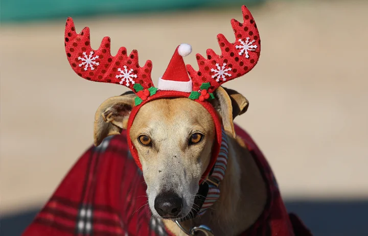 2018 Christmas Facebook Advent Calendar. “Billi was rescued from the streets recently and was terrified but today we saw him really take a leap forward with his confidence. He knows he’s safe and is ready to move on with the rest of his life. Billi has a missing love spud so after xmas he will need an operation to locate it but for now he is here to say FELIZ NAVIDAD!”