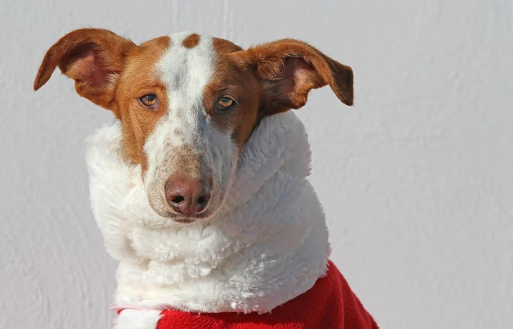 2018 Christmas Advent Calendar. “Jed is a wonderful podenco that is really growing in confidence day by day. He was put in a perrera where he was so scared he couldn’t move but now he’s finding the puppy inside of him. He is still nervous of new peo…