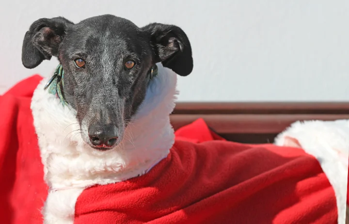 2018 Christmas Advent Calendar. “Ronnie is a firm favourite at GDS, everyone loves him. He’s a huge galgo, one of the biggest we’ve ever had and is very gentle with people but sometimes struggles to socialise well with other dogs. He could live with a calm female but could also be an only dog. Oh Ronnie, in another life you would be mine. He’s simply magnificent. He does have leishmania which is why he’s struggling to find a home. Will you share and help him find a home here in Spain? “