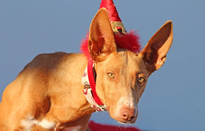 2018 Christmas Advent Calendar. “an overlooked girl called Bimba. Bimba arrived to GDS with a bad break in her leg. She had a few operations to get it fixed up which wasn’t easy with her recovery because she was so scared. She’s getting more confide…