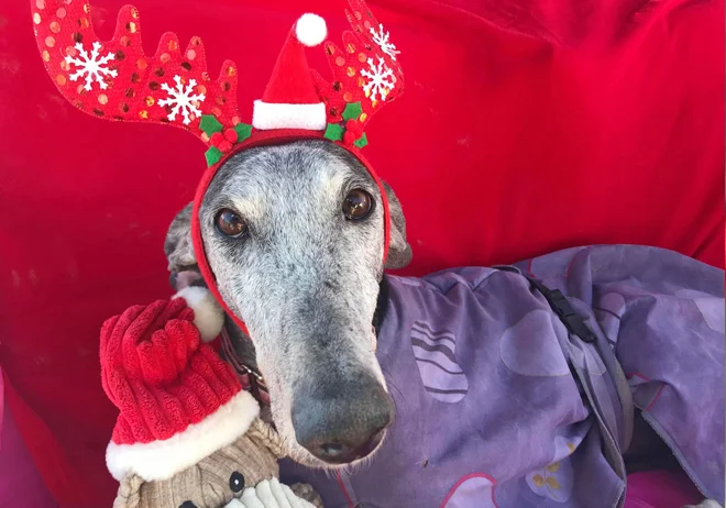 2018 Christmas Advent Calendar. “Nicki was found on the streets in terrible condition. She’s not out the woods yet but she’s going in the right direction now that she’s started treatment for leishmania. Nicki isn’t ready for adoption yet but she wanted to pop by and say merry Xma.”