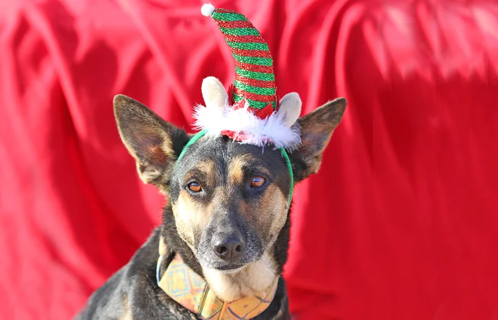 2018 Christmas Advent Calendar. “Lady was abandoned twice, a victim of falling into the wrong uncaring hands. She’s a really smart pretty girl that adores people and other dogs. She was sick on the streets with disease but she’s recovered well with treatment and looks amazing now. We would love lady to find a local home here in Spain. Will you share ??”