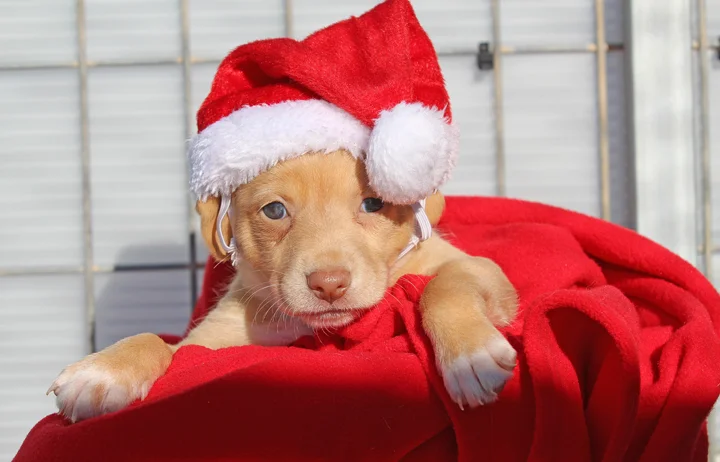 2018 Christmas Advent Calendar. “Praline is one of Perla’s pups and what a little sweetheart she is. She’s the smallest of the babies but makes up for it in personality. Could she be any cuter? Praline will be needing a home really soon but for now she will spend Xmas with her siblings and lovely mummy.”