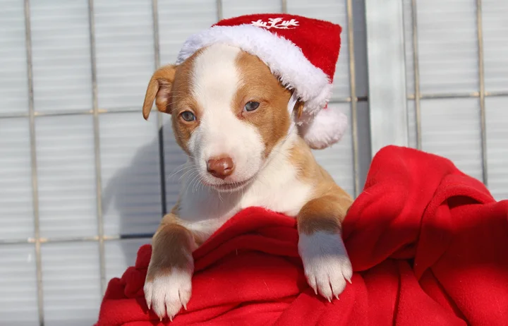 2018 Christmas Advent Calendar. “Puff is one of Perla’s pups. She’s a sweet happy girl that loves her mummy and follows her around now that she’s found her feet. She will make a wonderful companion when she’s ready, for now tho she just popped by to say Happy Christmas.”