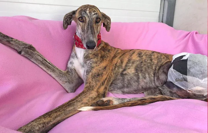 Handsome Hopper recovering from his leg amputation.