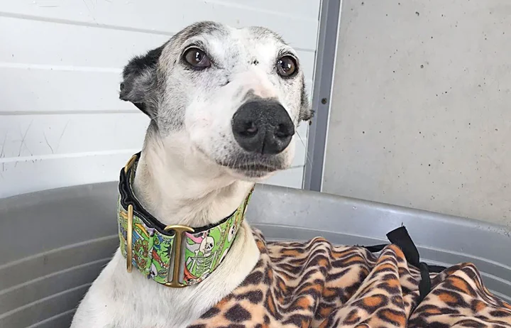 A close up of Alfred who is a white, fuzzy galgo avalible for adoption at Galgos del Sol.
