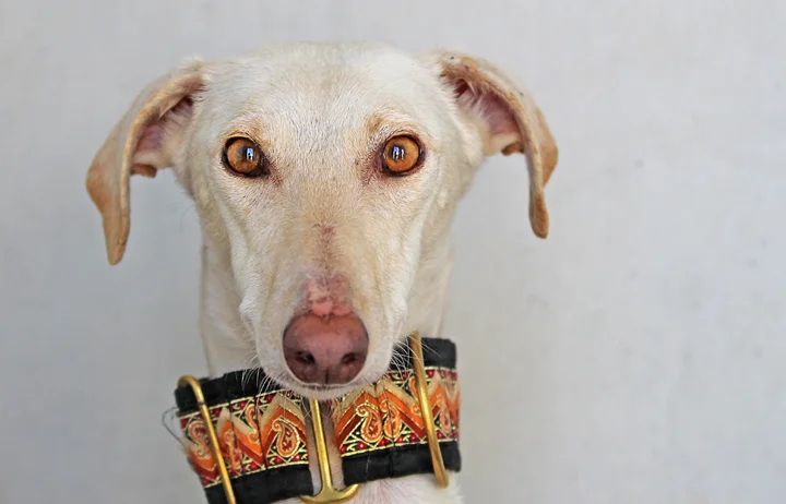 A close up of Alfred who is a white, fuzzy galgo avalible for adoption at Galgos del Sol.