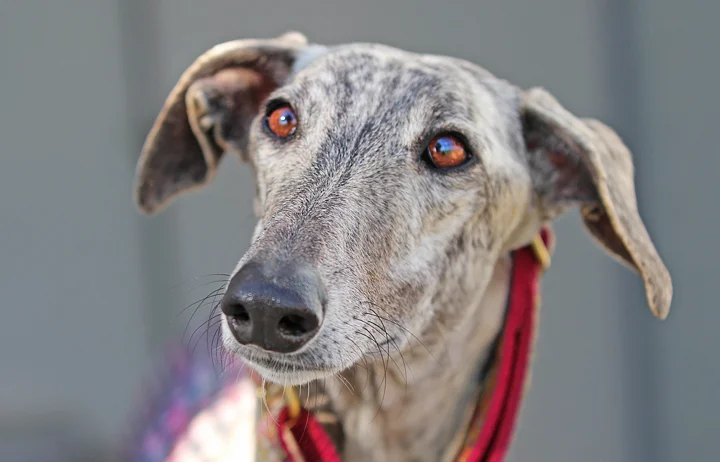 A close up of Alfred who is a white, fuzzy galgo avalible for adoption at Galgos del Sol.
