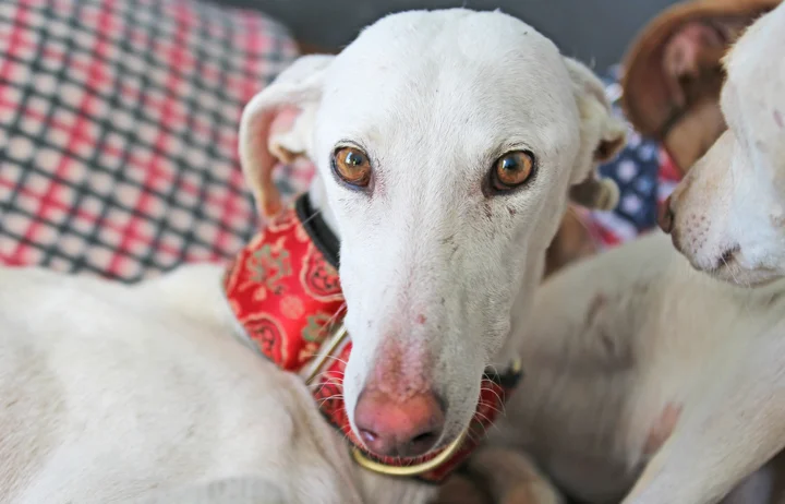 A close up of Alfred who is a white, fuzzy galgo avalible for adoption at Galgos del Sol.