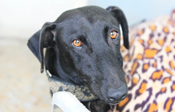 A close up of Alfred who is a white, fuzzy galgo avalible for adoption at Galgos del Sol.