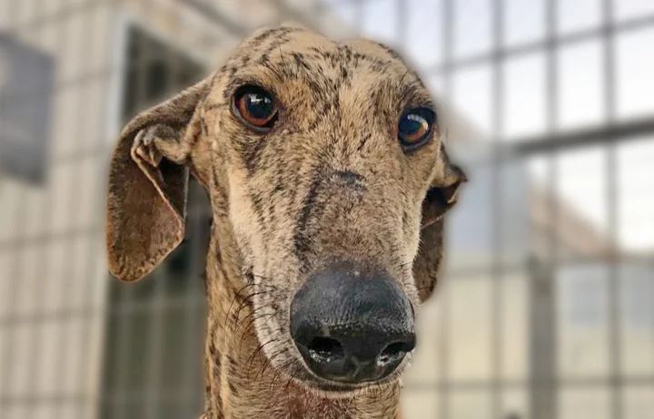 A close up of Alfred who is a white, fuzzy galgo avalible for adoption at Galgos del Sol.