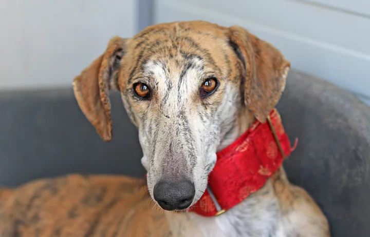 A close up of Alfred who is a white, fuzzy galgo avalible for adoption at Galgos del Sol.